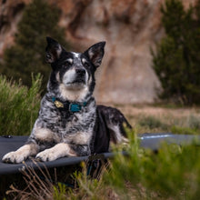 Charger l'image dans la galerie, Lit-de-camp-pour-chien-aventureux