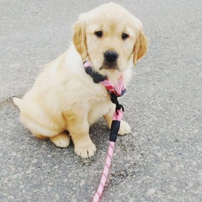 Laisse-pour-chien-et-petit-chien