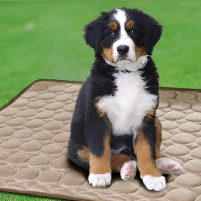 Tapis-rafraichissant-chien-heureux