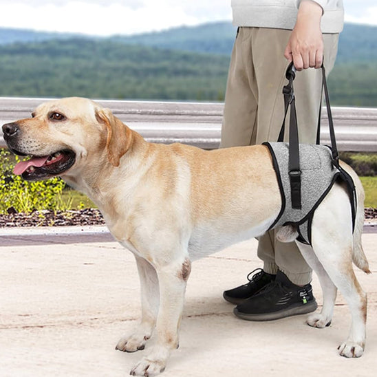 aide-mobilité-chien-handicapé