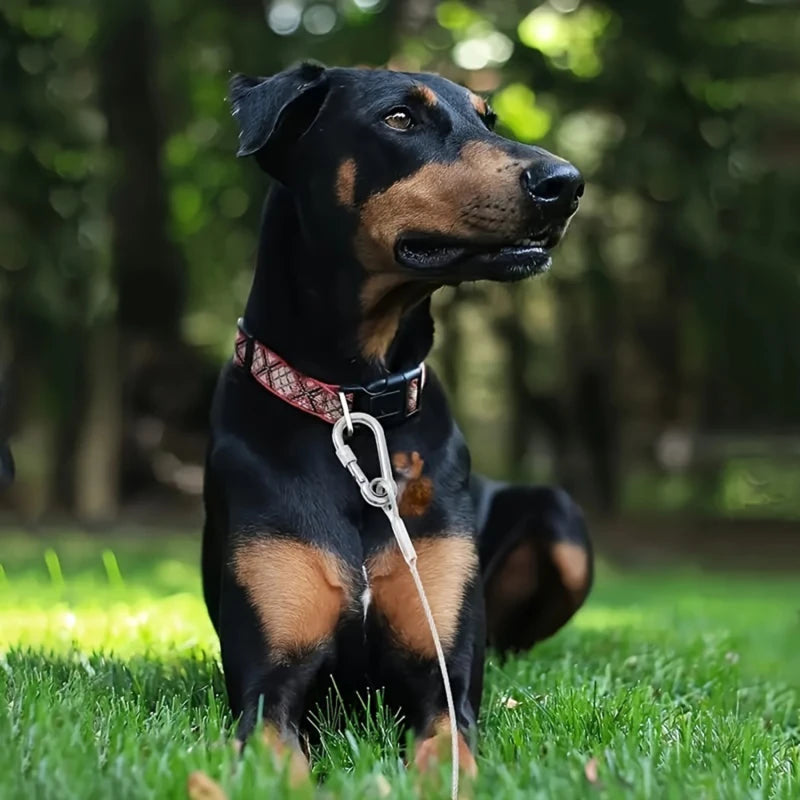 câble-chien-acier-pvc