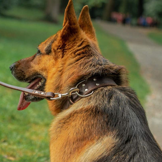 collier-chien-en-cuir-ajustable