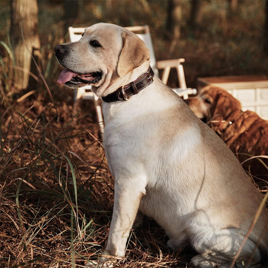collier-chien-en-cuir-elegant