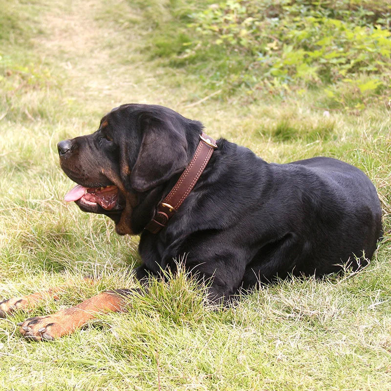 collier-chien-en-cuir-haute-qualite