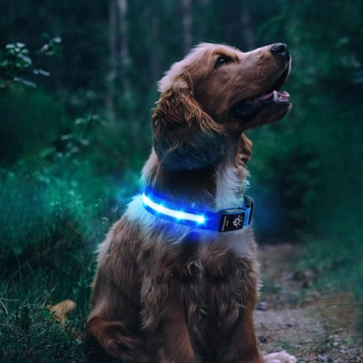 collier-lumineux-pour-chien-airtag