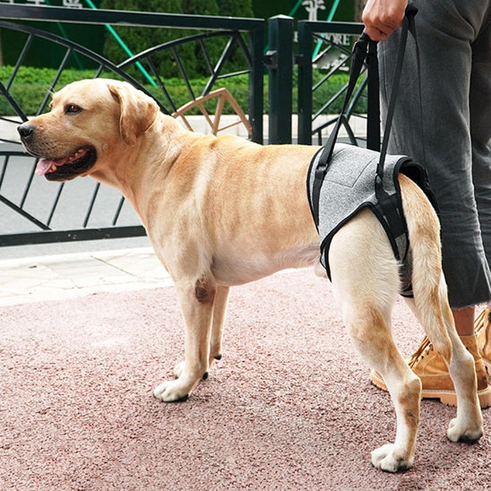 harnais-aide-marche-chien