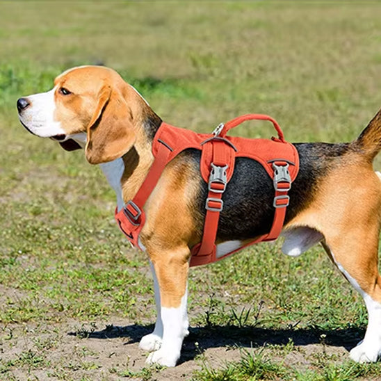harnais-chien-boucle-solide-promenade