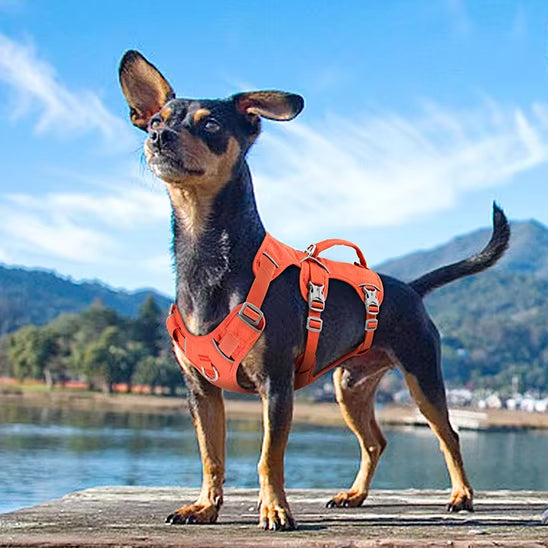 harnais-chien-grande-taille-promenade-sure