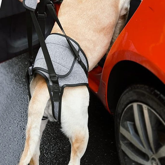 harnais-confort-chien-arthrite