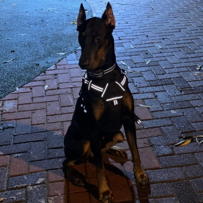 harnais-pour-chien-Nomad-visible