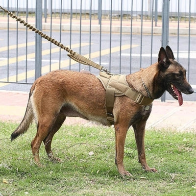 harnais-pour-chien-durable-solide-confortable