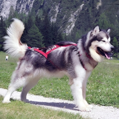 harnais-pour-chien-pour-courir