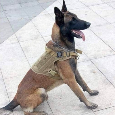 harnais-pour-chien-tactique-obéissance