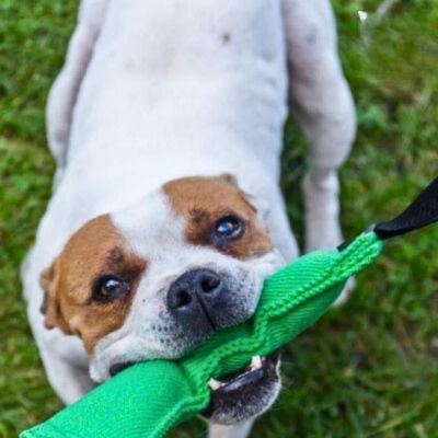 Jouet pour chien - k2bonheur