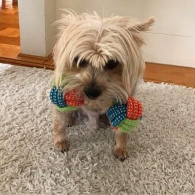jouet-pour-chien-pour-bichon-yorkshire
