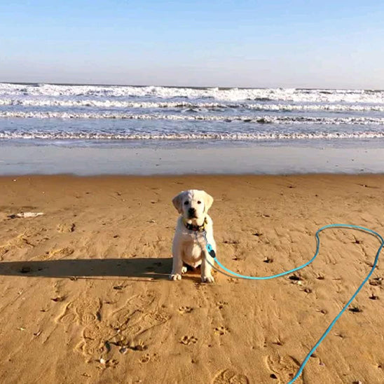 laisse-corde-pour-chien-sécurisée