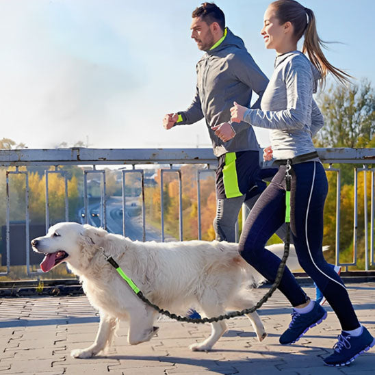 laisse-pour-chien-urbain