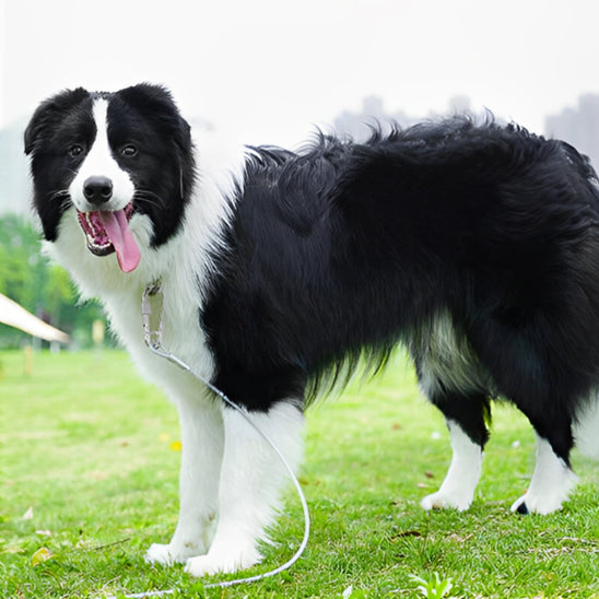 longe-pour-gros-chiens-acier
