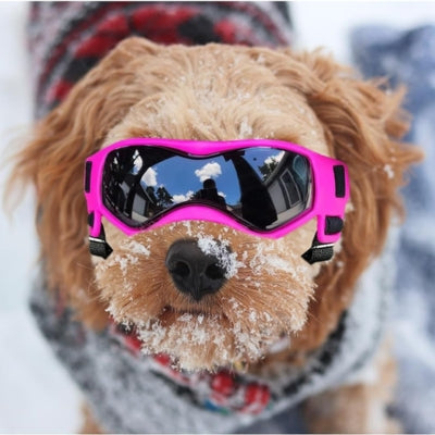 Lunettes de soleil pour chien best sale