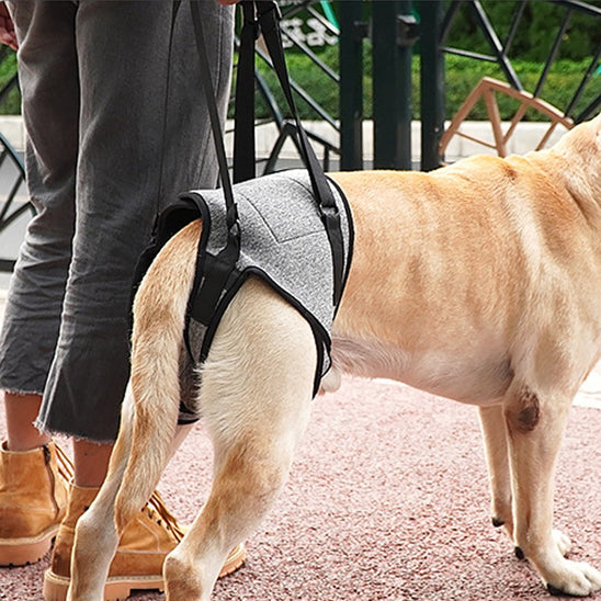 support-mobilité-canine
