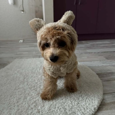 VETEMENT POUR CHIEN AVEC CAPUCHE