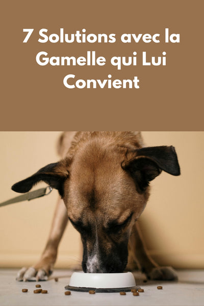 7 Astuces pour Faciliter les Repas de Votre Chien avec une Gamelle Adaptée