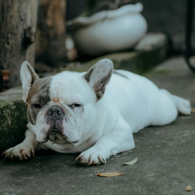 Mon chien a du mal à marcher, suite