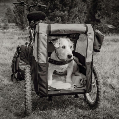 10 accessoires pour aider un chien handicapé à la maison