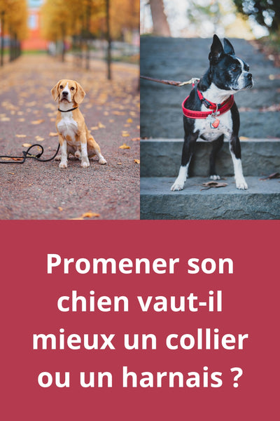 Harnais ou collier pour chien