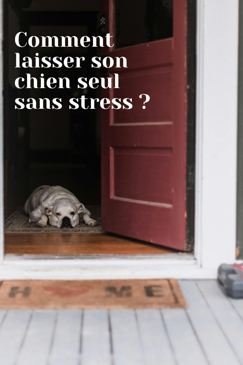 Laisser son animal seul ?