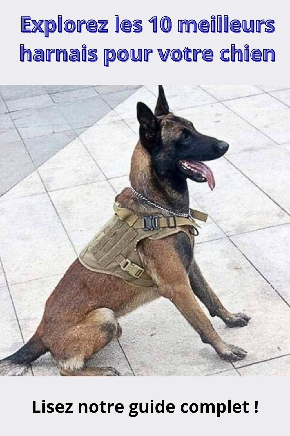 10 Clés pour Choisir le Meilleur Harnais et Manteau-Harnais pour Votre Chien