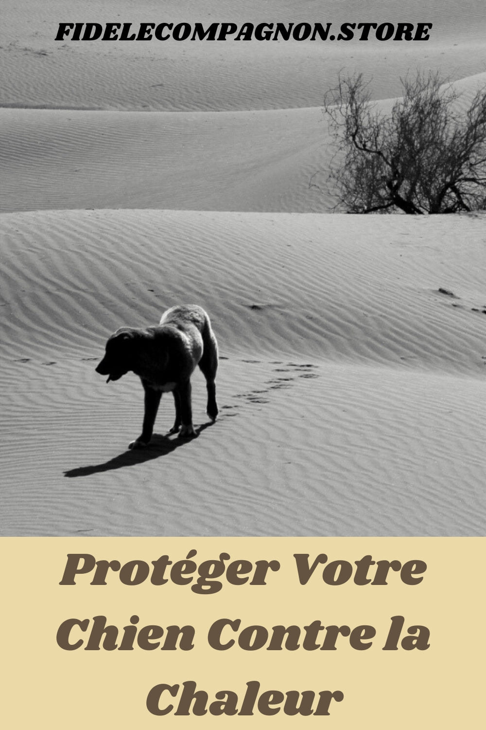 Protéger Votre Chien Contre la Chaleur