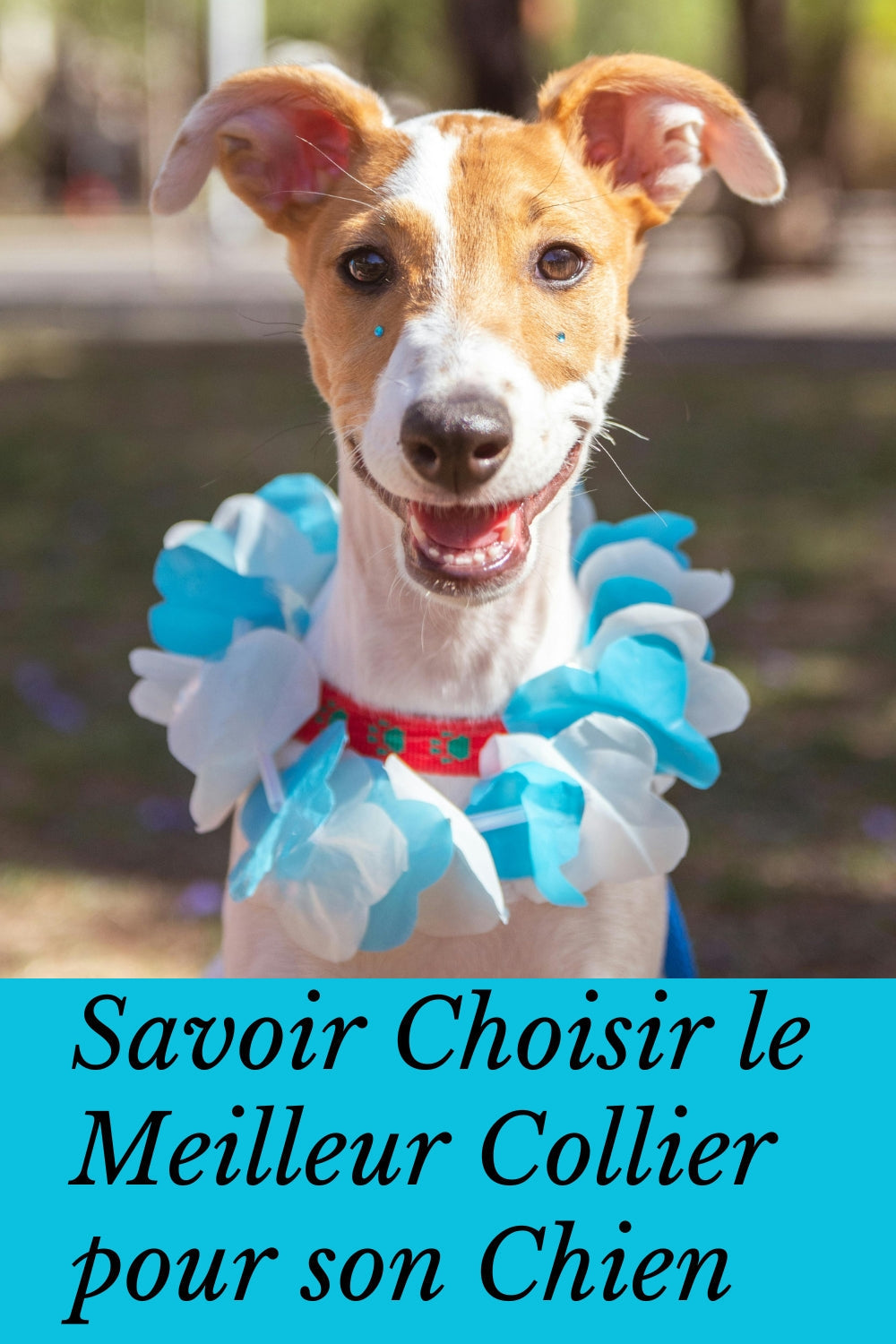 Guide complet pour choisir le meilleur collier chien pour votre compagnon