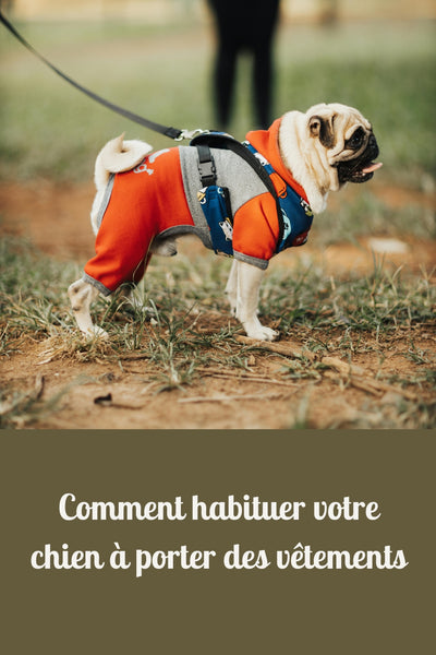 Comment habituer votre chien à porter des vêtements