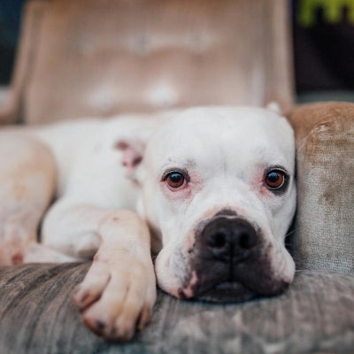 Mon-chien-a-du-mal-a-marcher