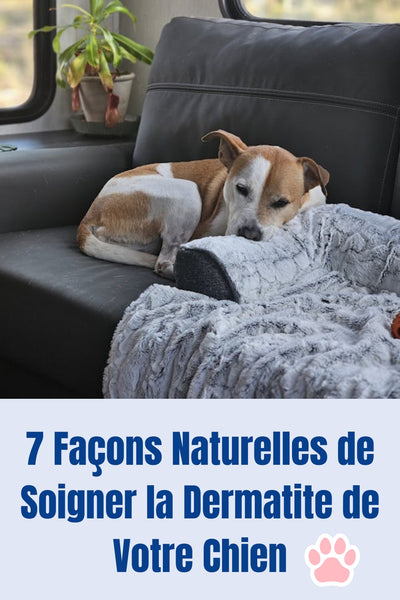 7 Façons Naturelles de Soigner la Dermatite de Votre Chien