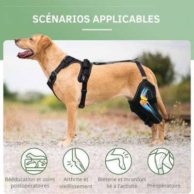 Attelle-pour-chien-Preoperatoire