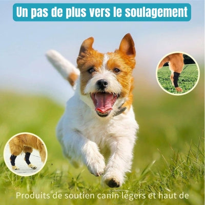 Attelle-pour-chien-protection-et-soutien