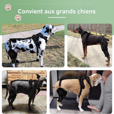 Attelle-pour-grand-chien