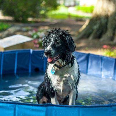 Baignoire-pour-chien-sans-danger