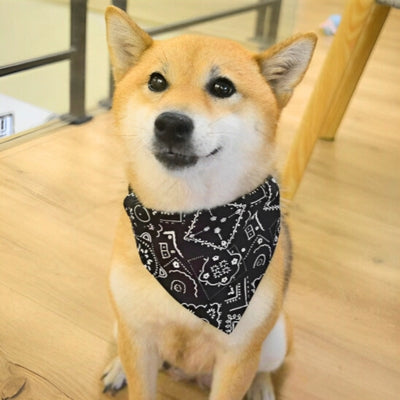 Bandana-pour-chien-noir-style
