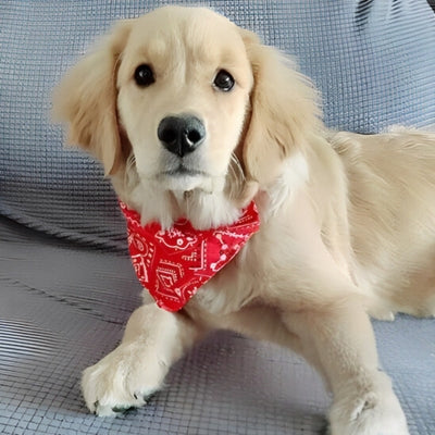 Bandana-pour-chien-pour-la-fete-et-ie-plaisir