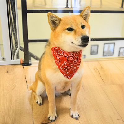 Bandana-pour-chien-rouge-style