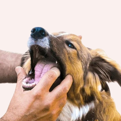 Brosse-a-dent-pour-chien-efficace