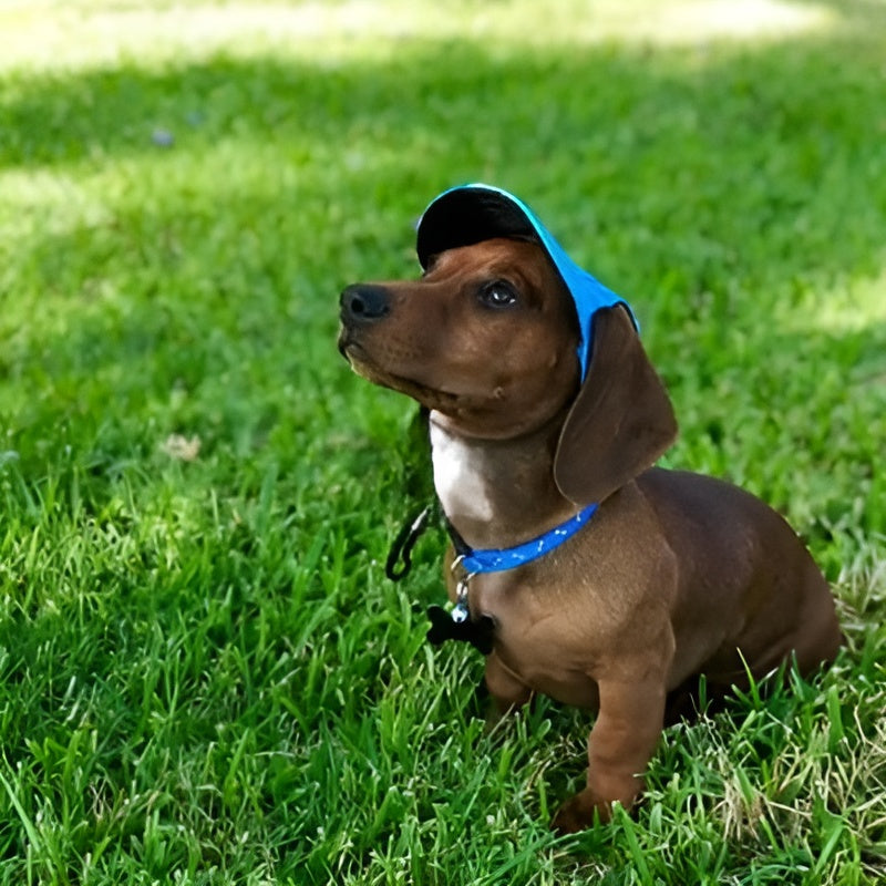 Casquette-pour-chien