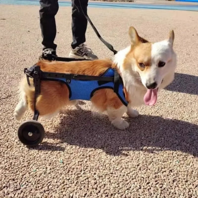 Chariot-pour-chien-handicapé-confort-et-mobilité