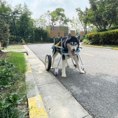 Chariot-pour-chien-handicape-grand-chien