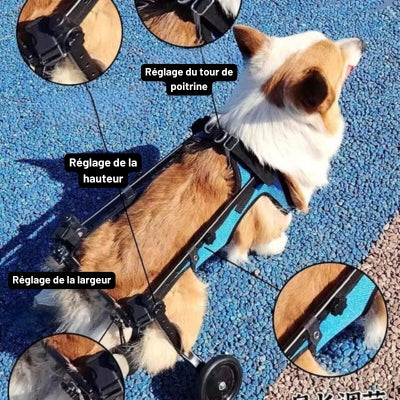 Chariot pour Chien handicapé - CaniRoulant