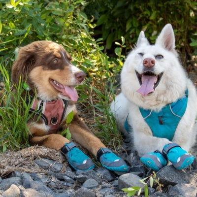 Chaussure-pour-chien-etanche