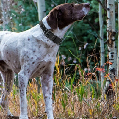 Collier-chien-chasse